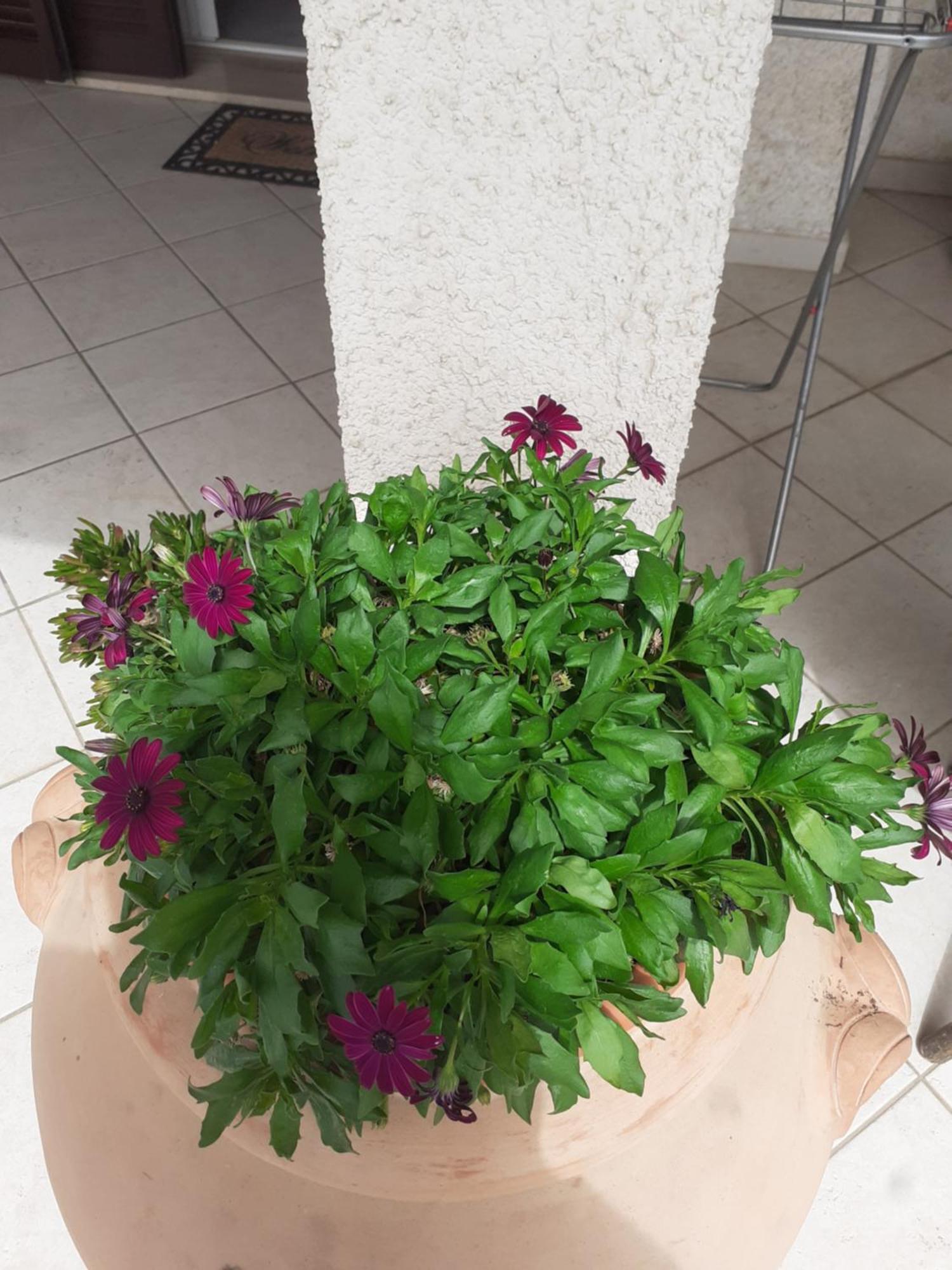 Hotel B&B Rispescia Grosseto 외부 사진